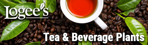 Logee's Tea Plants & Beverage Plants