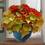 Begonia types and care