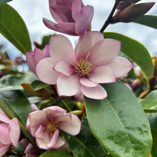 Fragrant Plants