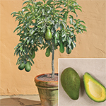 Tropical Fruiting Plants