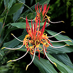 Fragrant Plants