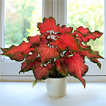 Indoor Houseplants