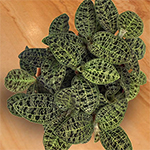 Indoor Tropical Plants