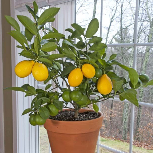 Fruiting Container Plants