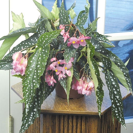 All Begonias at Logee's