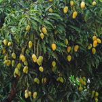 Tropical Fruiting Plants