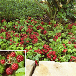 Hardy Fruiting Plants