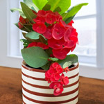 Indoor Houseplants