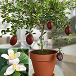 Fruiting Container Plants