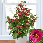 Indoor Windowsill Plants