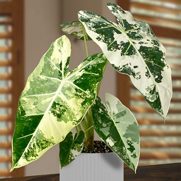 New Plants for 2025