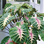 Tropical Plants for Your Summer Garden