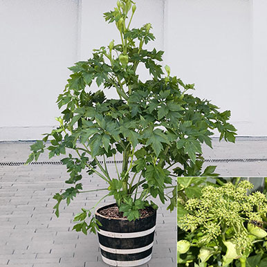 Ashitaba Plants
