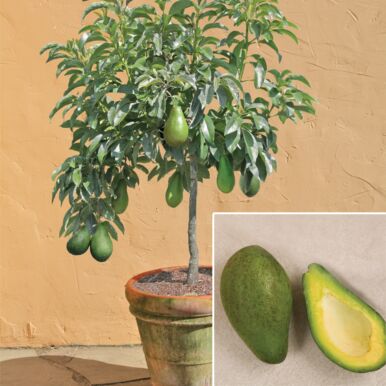 Avocado Trees<br>(Persea)
