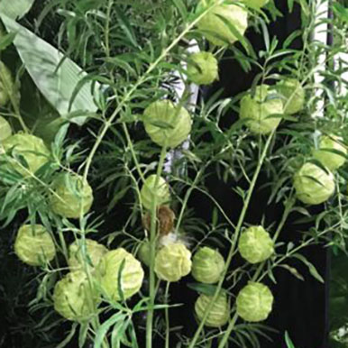 Balloon Plants<br>(Gomphocarpus)