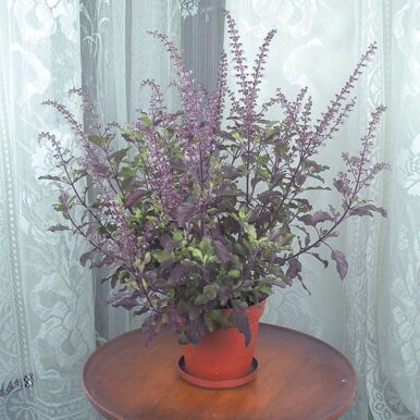 Basil Plants<br>(Ocimum)