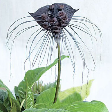 Black Bat Flower Plants<br>(Tacca)