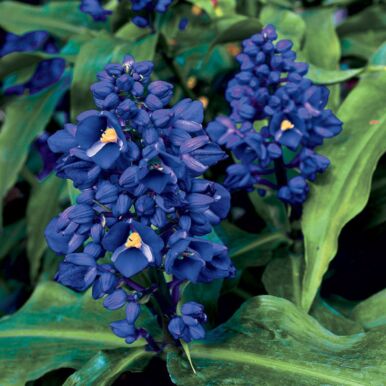 Blue Ginger Plants<br>(Dichorisandra)