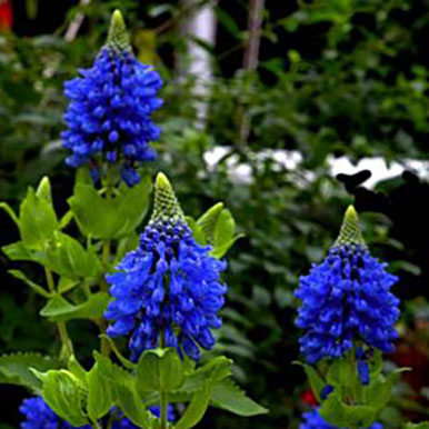 Blue Witches Hat Plants<br>(Pycnostachys)
