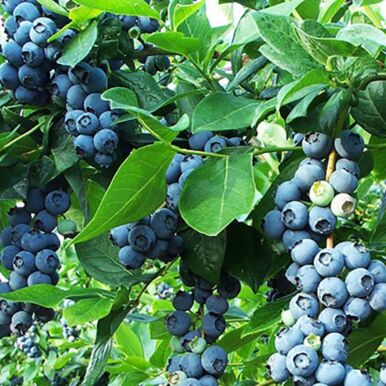 Blueberry Bushes and Plants<br>(Vaccinium)