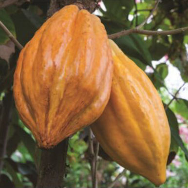 Cocoa Trees and Plants<br>(Theobroma)