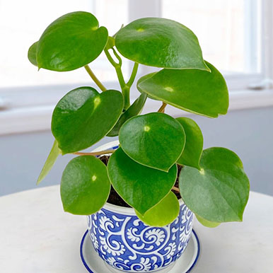 Coin-Leaf Peperomia
