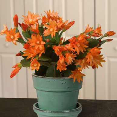 Easter Cactus Plants<br>(Rhipsalidopsis)