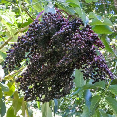 Elderberry Trees and Plants<br>(Sambucus)
