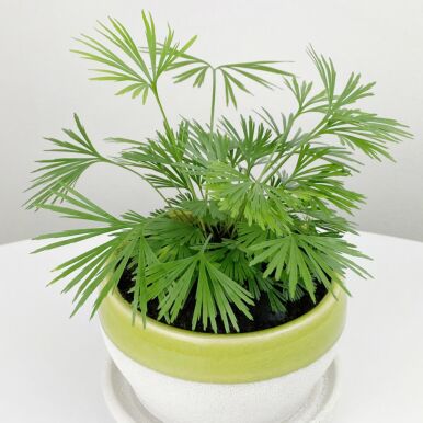 Eyelash Fern Plants<br>(Actionopteris)