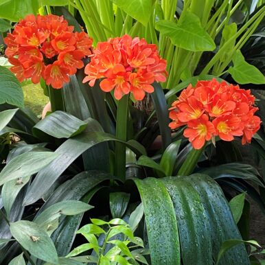 Fire Lily Plants<br>(Clivia)