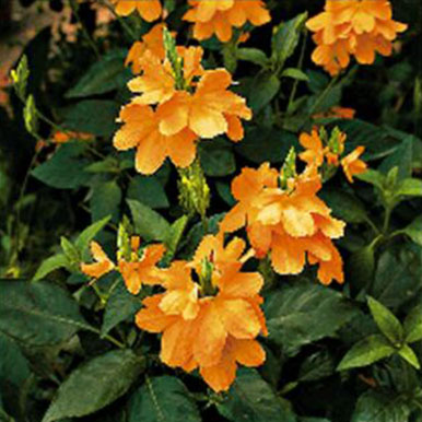 Firecracker Flower Plants<br>(Crossandra)