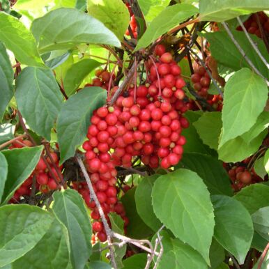 Five-Flavor Berry Bush Plants<br>(Schisandra)