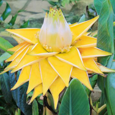 Golden Lotus Banana Plants<br>(Musella)