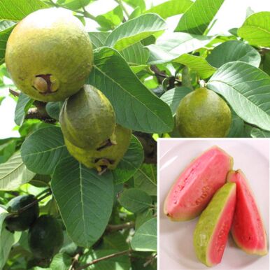Guava Trees and Plants<br>(Psidium)