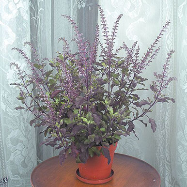 Holy Basil Plants<br>(Ocimum)