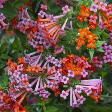 Hummingbird Flower Plants<br>(Bouvardia)