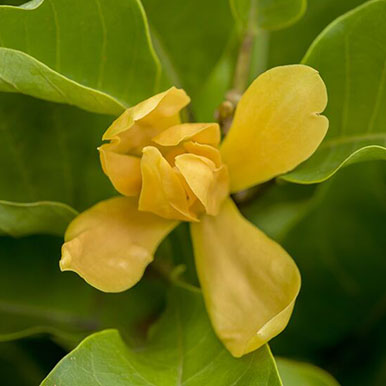 Joy Perfume Plants<br>(Magnolia)