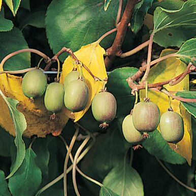 Kiwi Fruit Plants<br>(Actinidia)