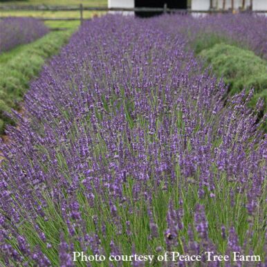 Lavender Plants<br>(Lavandula)