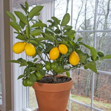 Lemon Trees<br>(Citrus)