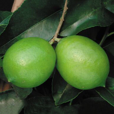 Lime Trees<br>(Citrus)