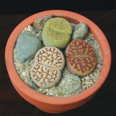 Living Stone Plants<br>(Lithops)