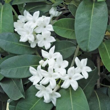 Madagascar Jasmine Plants<br>(Stephanotis)