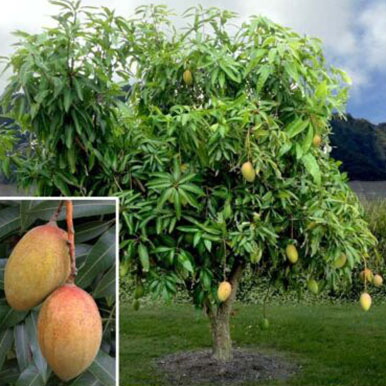 Mango Trees and Plants<br>(Mangifera)