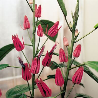 Many Flowers Plants<br>(Pavonia)
