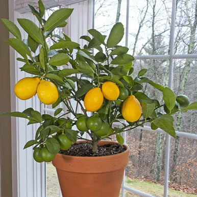 Meyer Lemon Trees<br>(Citrus)