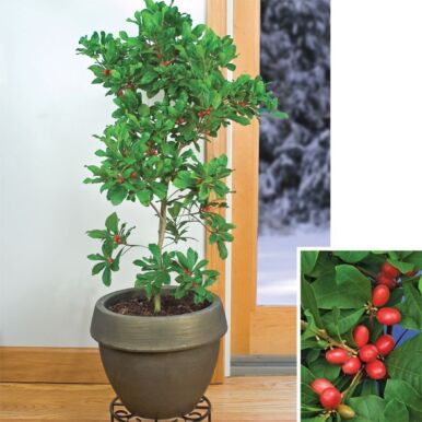 Miracle Berry Fruit Trees and Plants<br>(Synsepalum)