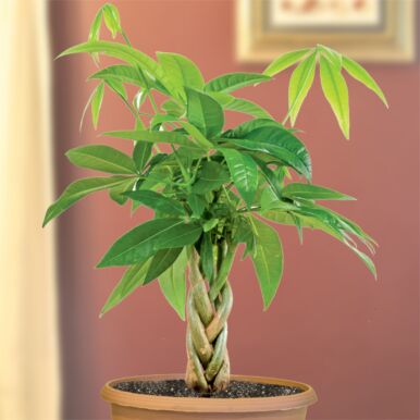 Money Tree Plants<br>(Pachira)