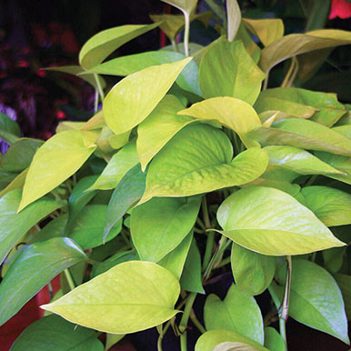 Neon Pothos Plants<br>(Epipremnum)
