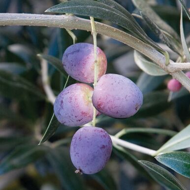 Olive Trees<br>(Olea)